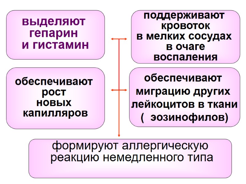 выделяют  гепарин  и гистамин    поддерживают  кровоток в мелких